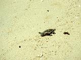 826_Baby schildpad op Pulau Selinkan